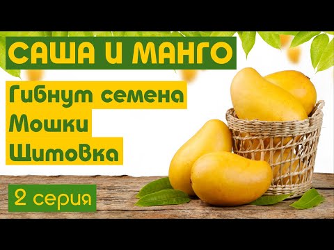 Видео: Появились мошки, щитовка, гибнут семена. Выращивание манго в Тюмени. 2 серия