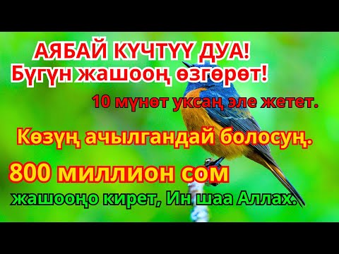 Видео: Керемет дуба угуп акча үзгүлтүксүз агат, карыз жок болуп, өмүрүң бакытка толот