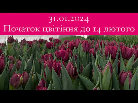 Видео: Початок зрізу на 14 лютого🌷Вигонка тюльпанів🌷 Теплиця Черкаси🏡