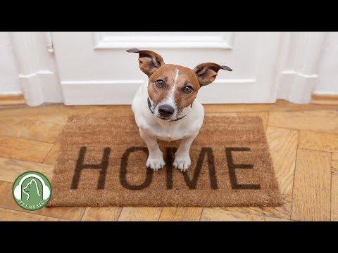 Видео: Музыка для одиноких собак🐶Музыка для тревоги разлуки, музыка для психологической стабильности