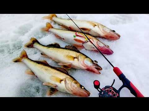 Видео: ЭТОТ Виб опять ВЕРНУЛСЯ! Ловля Судака на реке КАМА