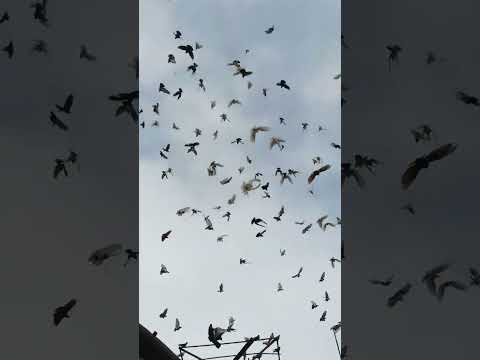 Видео: 25 декабря 2022 г.