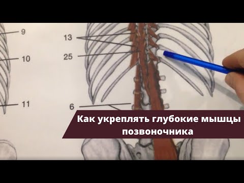 Видео: Как укреплять глубокие мышцы позвоночника