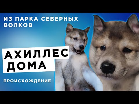 Видео: АХИЛЛЕС ДОМА, из ПАРКА СЕВЕРНЫХ ВОЛКОВ. Происхождение