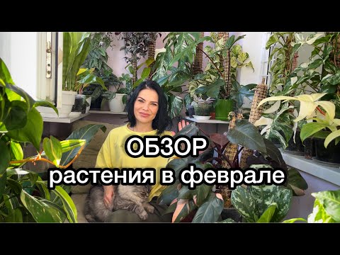 Видео: ОБЗОР.Как разрослись растения в феврале 2024