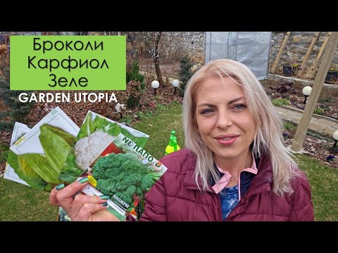 Видео: Засяване на броколи, карфиол и зеле