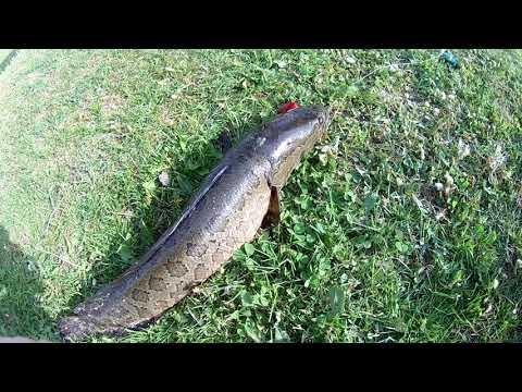 Видео: 2021г Змееголов начало сезона