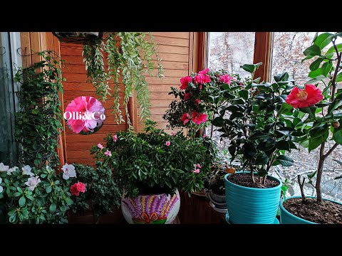 Видео: КОМНАТНЫЕ РАСТЕНИЯ, МОИ ЦВЕТЫ. ЗИМНЯЯ  ВЕСНА на БАЛКОНЕ. Декабрь 2022