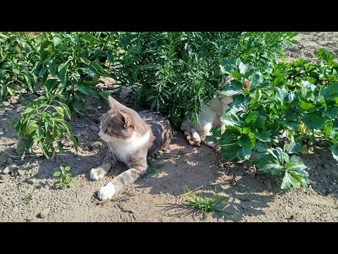 Видео: Мои хорошие помощники. Выходные в деревне