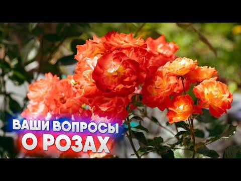 Видео: Розы   вопросы и ответы