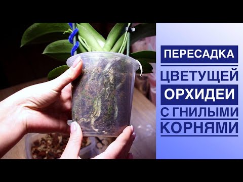 Видео: Пересадка цветущей орхидеи с гнилыми корнями