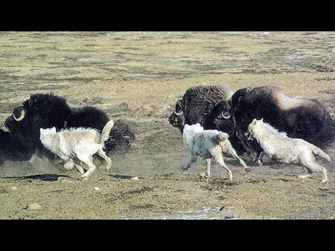 Видео: Даже Титаны Севера боятся их как огня! Арктические волки – бесстрашные охотники на Овцебыков!