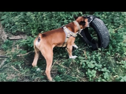 Видео: 🔥Боксер Марсель и его Страсть - Покрышка🛞