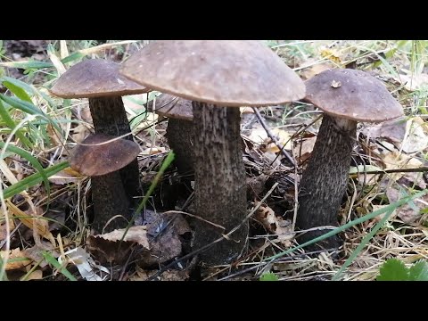 Видео: Не ожидал что такое возможно