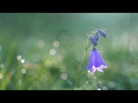 Видео: Обними меня Отец