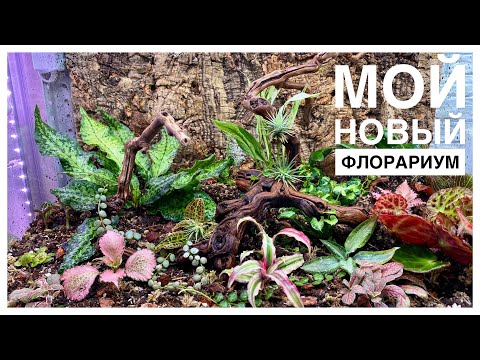 Видео: Мой новый флорариум | 13.06.2023г.