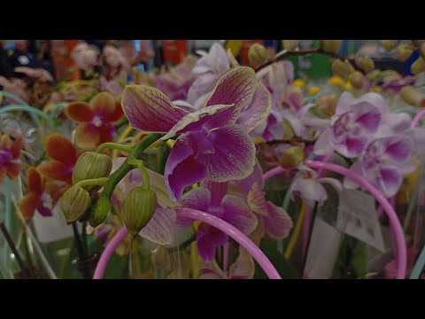 Видео: Азиатские орхидеи по 999₽ в Ленте Тюмень: гранди и мультифлоры во мху #цветы #орхидеи #фаленопсисы