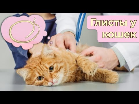 Видео: Как вывести глисты у кошки