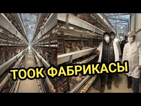 Видео: ОШ: МЭР ТООК ФАБРИКАСЫНА БАРДЫ 