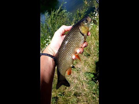 Видео: Трудни кефали в бистра вода!