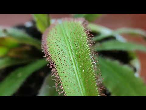 Видео: Росянка Адель ( Drosera Adelae). Сортовые особенности, содержание и уход.
