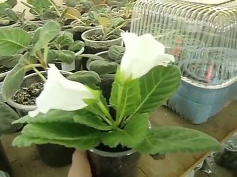 Видео: 🌼Мои глоксинии. Моя квартира. 10000 глоксиний ))) ЦВЕТОЧНОЕ БЕЗУМИЕ !🌼🌱How to grow gloxinia