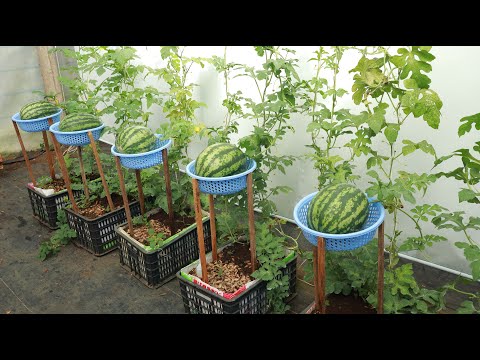 Видео: Ешьте арбуз, если знаете этот уникальный метод выращивания арбуза дома.