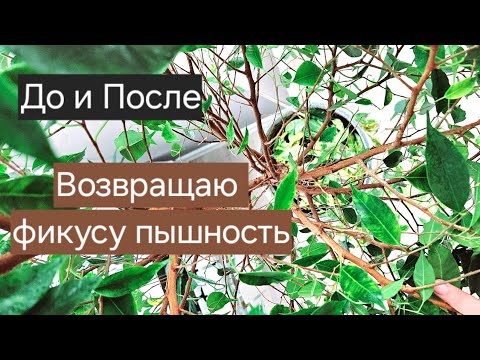 Видео: 🟣🟢 ЭКСПЕРИМЕНТ: ОБРЕЗАЛА КОРНИ ФИКУСУ? / Он станет пышным?/ ДО и ПОСЛЕ