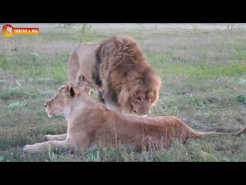 Видео: Гек: вчера по морде получил, сегодня, завтра тоже пойду 😁 Львы. Тайган. Lions life in Taigan.