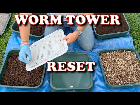 Видео: Перезапустите корзину для червей после месяцев пренебрежения | Вермикомпостная червячная ферма