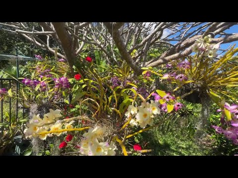 Видео: Дендробиум Нобиле Уход для Цветения. Dendrobium Nobile Orchid in bloom