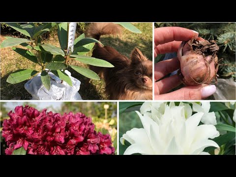 Видео: Растения с магазина Семена бай | Отзыв | Тэдди уже год ❤️ |Рододендрон Кали и Лилия Лотус айс