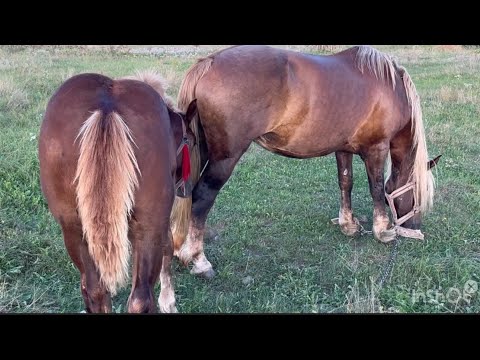 Видео: Лошак на Продажу