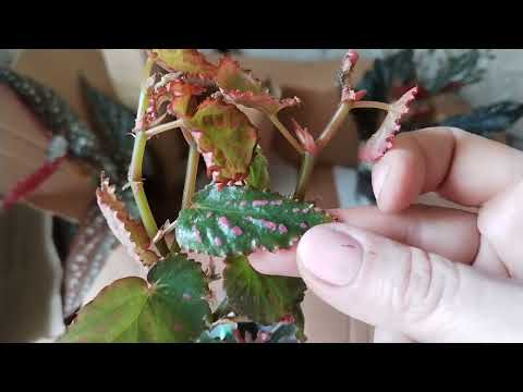 Видео: Новые Кейн бегонии.