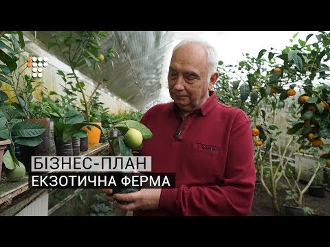 Видео: Екзотична ферма: як з одного апельсинового зернятка побудувати масштабний бізнес / Бізнес-план