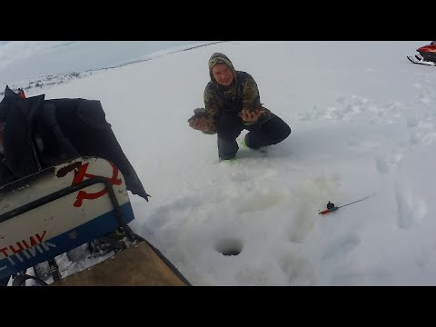 Видео: ловим щуку на небольших озерах в серебрянской тундре