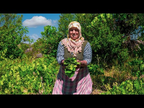 Видео: Вкусные фаршированные виноградные листья: от виноградника до стола