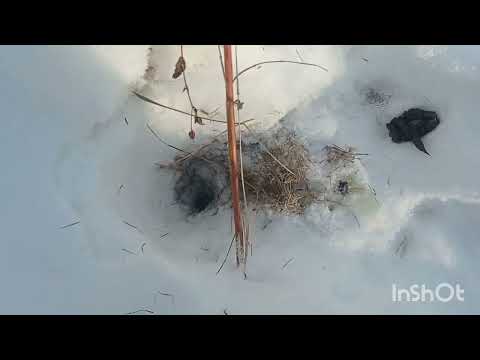 Видео: 29 ноября 2022 г.