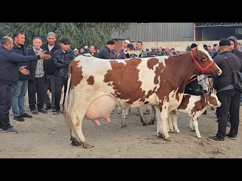 Видео: Yozyovon Mol Bozori Juda Zo'r Bo'ldi 5 ноября 2025 г. Mazza Qilib Tomosha Qiling 