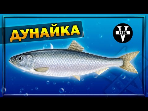 Видео: ДУНАЙКА! Редкий деликатес - Дунайская сельдь. Что за рыба?