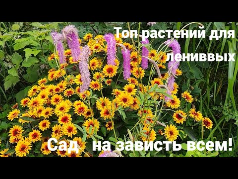 Видео: Питомник "КРУГЛИК": быстро растут, цветут как сумашедшие!