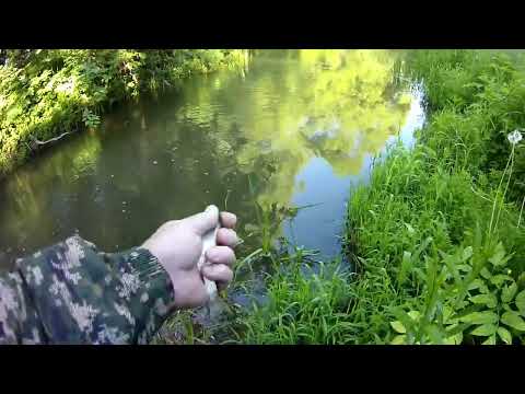 Видео: Со спиннингом по Тульской области.   FAMILY FISHING #98#