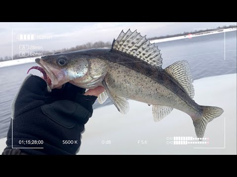 Видео: Рыбалка с закраины на Волге. Микроджиг в Дубне.
