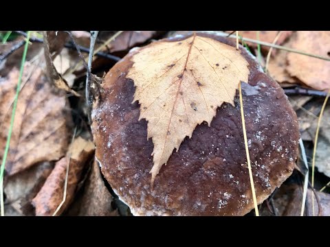 Видео: @ У когось сезон Білих грибів закінчився-А у мене тільки Розпочався!Шалене різноманіття у Листопаді.
