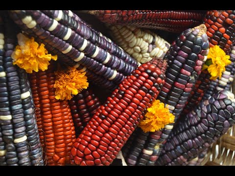 Видео: "Мылъкум ефIэкI хъугъуэфIыгъуэхэр". Нартыхум епха щIэныгъэмкIэ ХьэтIэф Эдик къыддогуашэ. Япэ Iыхьэ