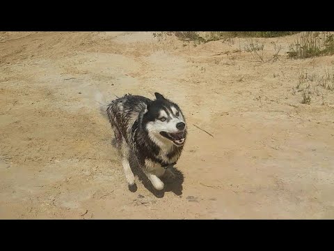 Видео: Горячий привет от Дели/Иджина🐾#huskyidel #сибирскийхаски#челябинск