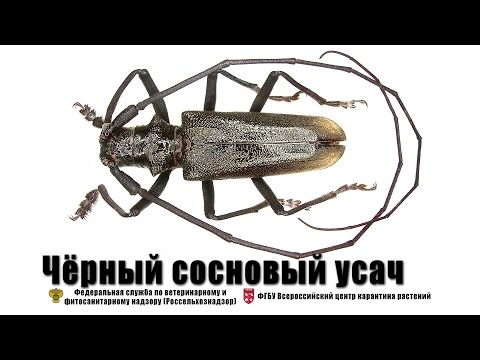 Видео: Черный сосновый усач