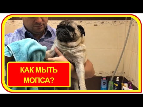 Видео: Постоянная проблема, как часто мыть мопса? #уходзамопсом