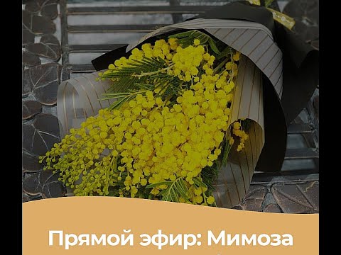 Видео: МК🌾 Готовим Мимозу из Зефира с Ольгой Зарубиной🌾Marshmallow mimosa