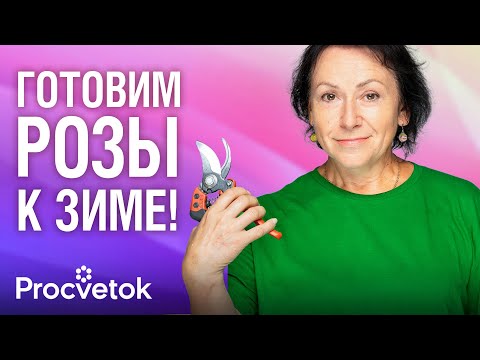 Видео: КАК ОБРЕЗАТЬ И УКРЫТЬ РОЗЫ ПЕРЕД ЗИМОЙ? При таком уходе осенью розы не вымерзнут!